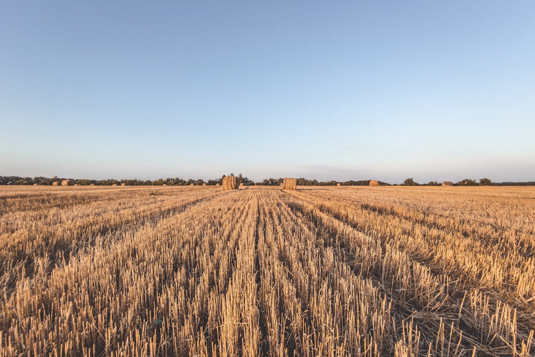 Golden wheat field at sunset — DT Silvertown crop production